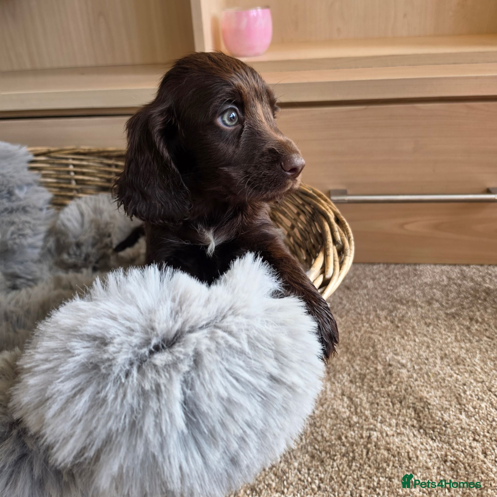 Cocker Spaniel dogs Working Type Cocker Spaniels - Advert 1