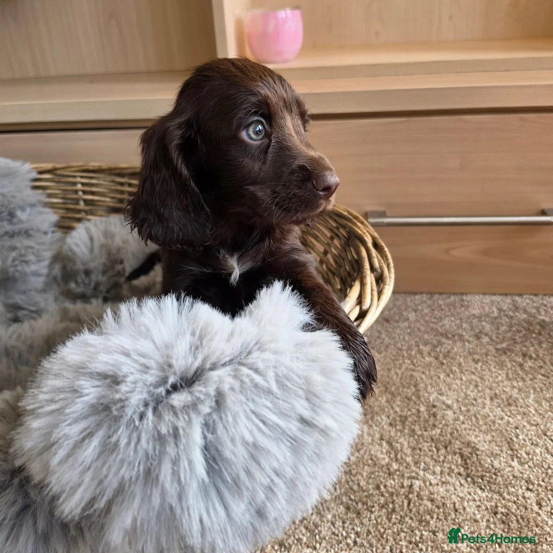 Cocker Spaniel dogs for sale: Working Type Cocker Spaniels - Advert 1