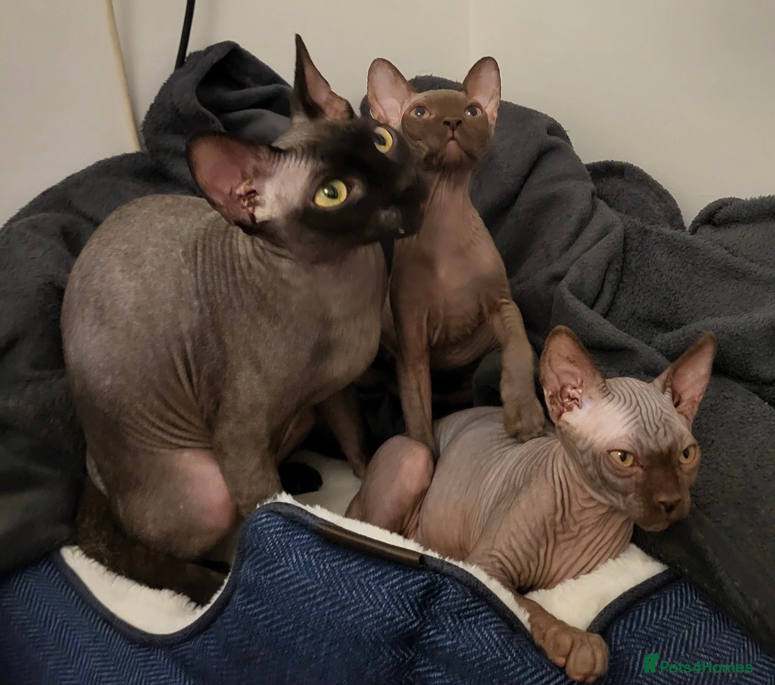 Sphynx cats Sphynx kittens  - Advert 1