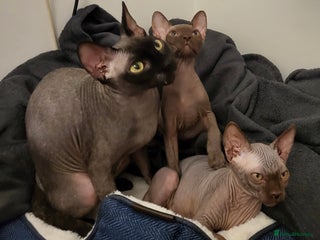 Sphynx cats Sphynx kittens - Advert 1
