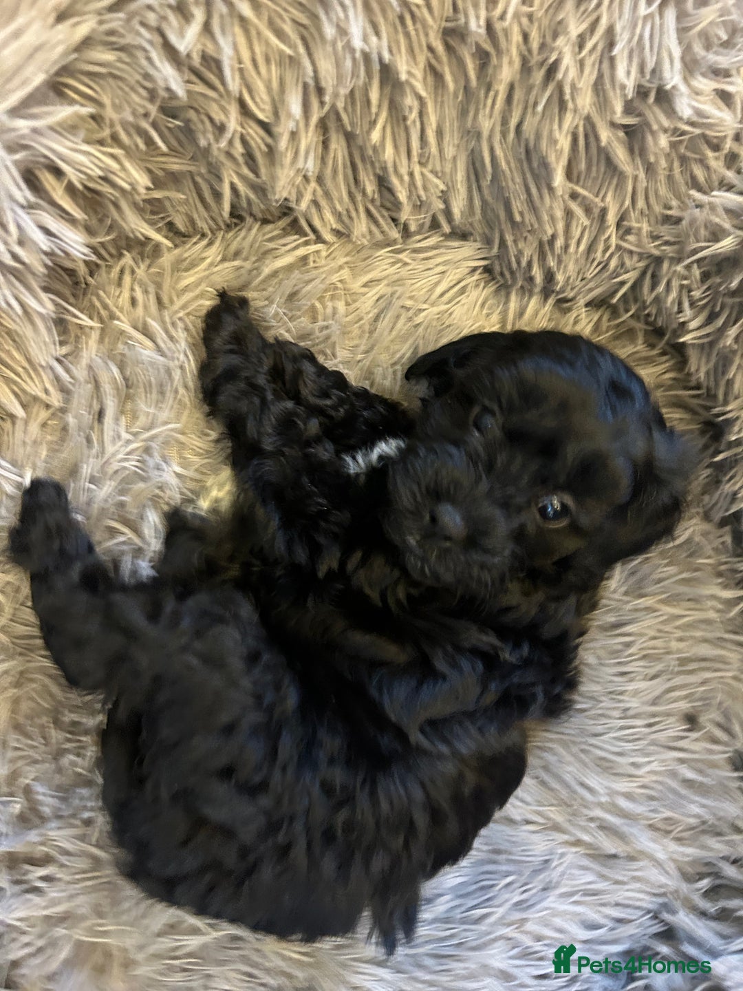 Toy Poodle dogs for sale: Beautiful Toy poodle girls Available next weekend  - Advert 13