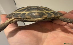 Tortoise reptiles for sale: Male 4 year old Horsfield Tortoise  - Image 2