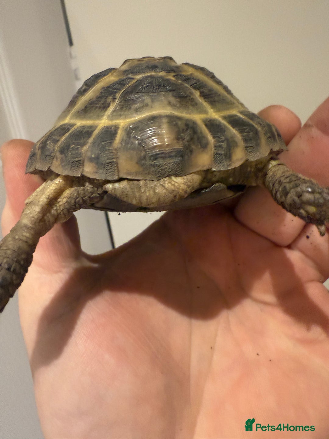 Tortoise reptiles for sale: Male 4 year old Horsfield Tortoise  - Image 2