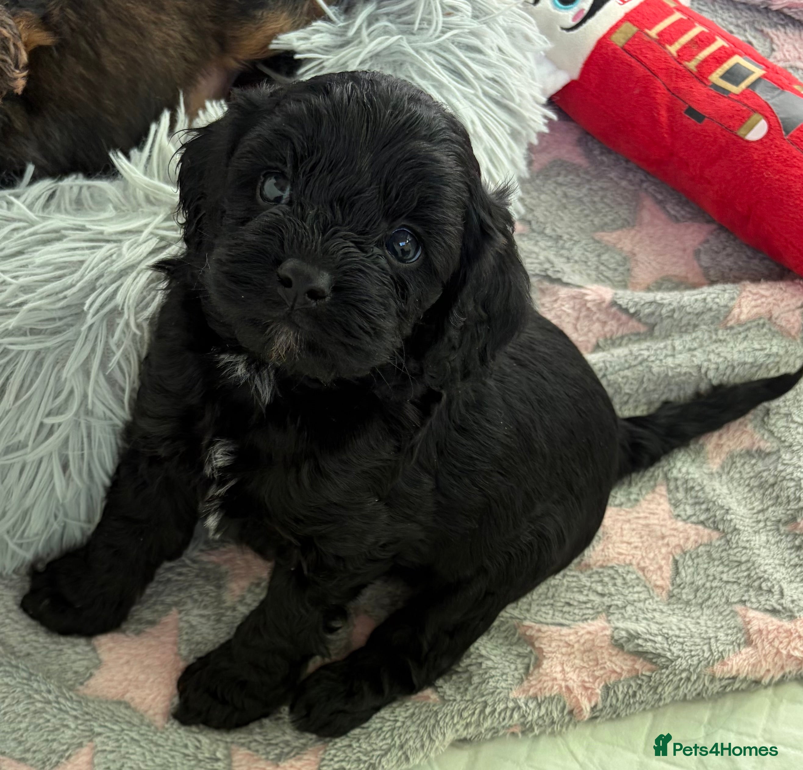 Cavapoo dogs Teddy Bear F1 Cavapoo puppies- last Boy available  - Advert 15