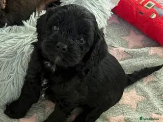 Cavapoo dogs Teddy Bear F1 Cavapoo puppies- last Boy available - Advert 15