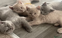 British Shorthair cats for sale: Beautiful British Blues longhair kittens 🩷💙 - Image 9