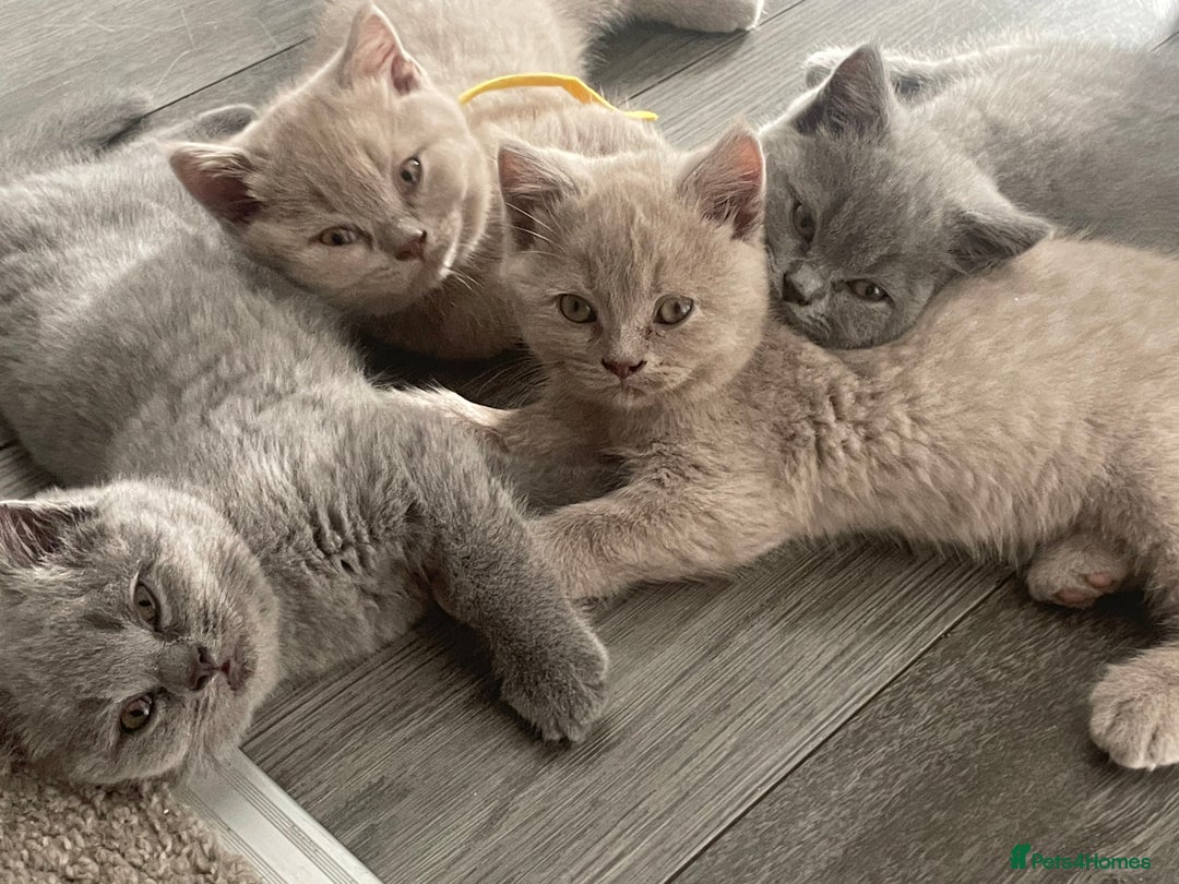 British Shorthair cats for sale: Beautiful British Blues longhair kittens 🩷💙 - Image 9