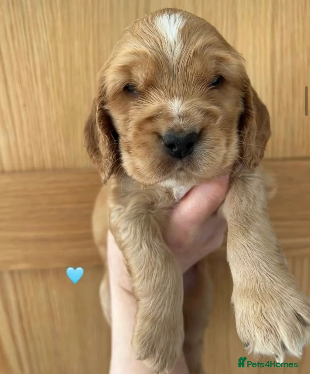 Cocker Spaniel dogs for stud: Gorgeous Orange Roan Show Cocker Spaniel for stud in Cardiff - Advert 5