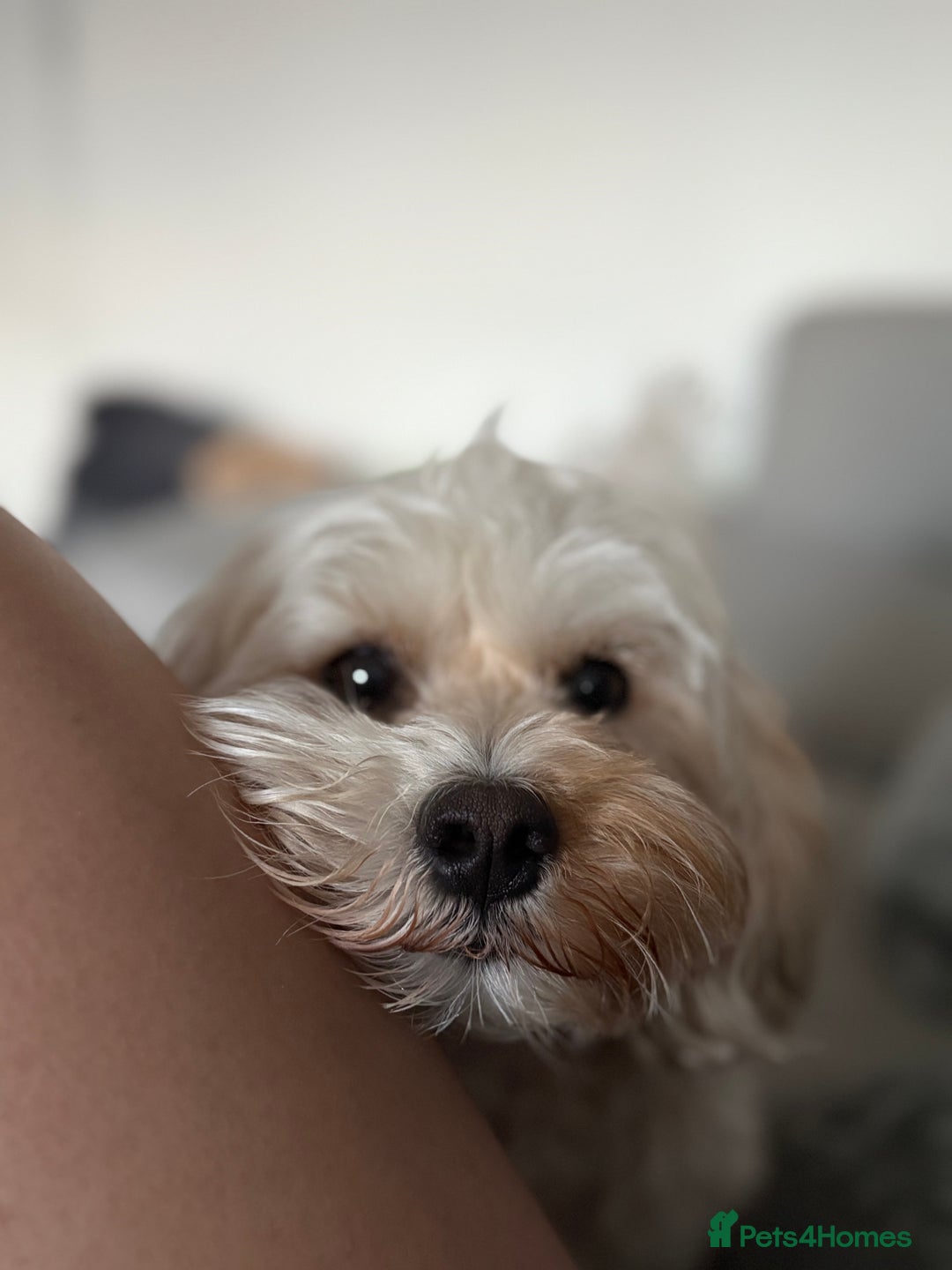 Maltipoo dogs for stud: Rio: Handsome, Gentle & Ready to Stud ✨ - Advert 5