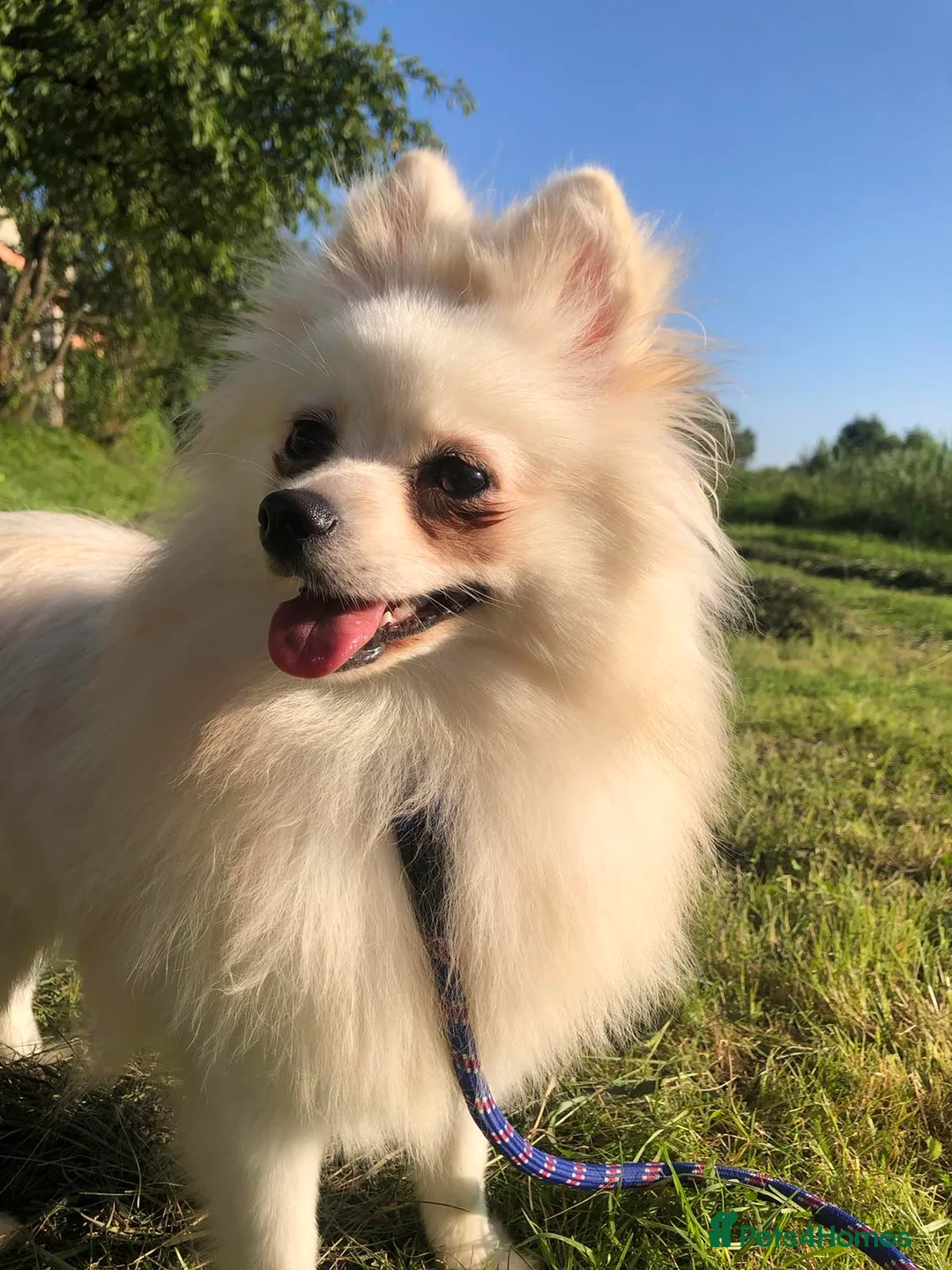 Pomapoo dogs for sale: Pomapoo Girl Lindy (£2000 INC. UK Delivery) - Advert 6