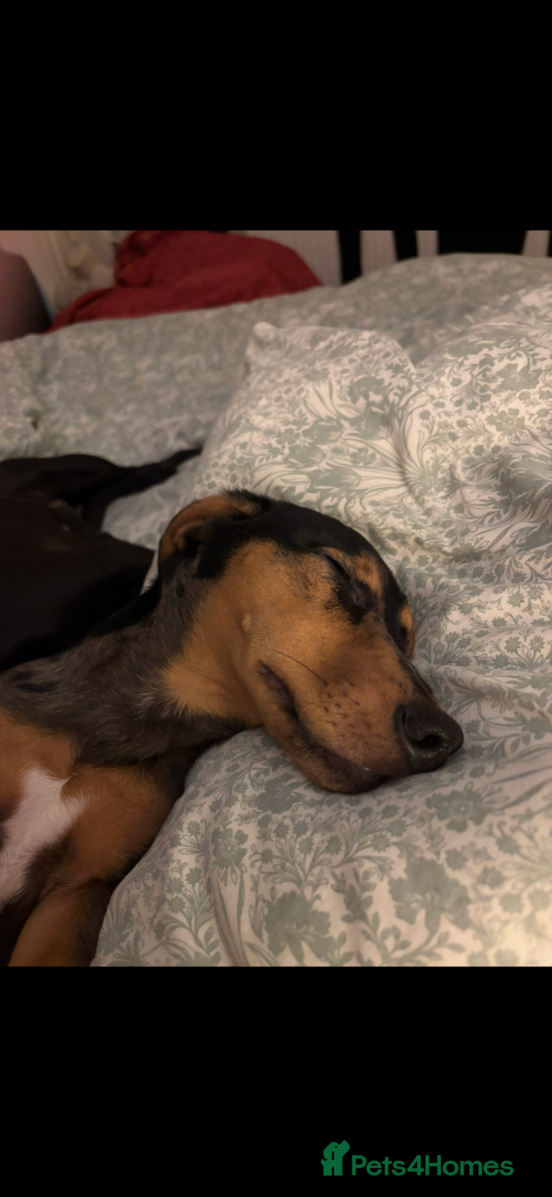 Mixed Breed dogs for sale: Handsome boy  - Advert 13