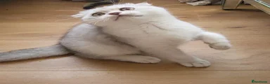 British Shorthair 5