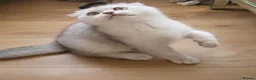 British Shorthair cats for sale: Lovely kittens  - Advert 24