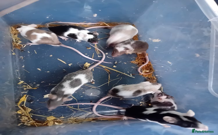 Mouse rodents - Advert 1
