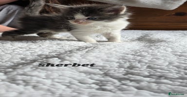 Maine Coon cats - Advert 3