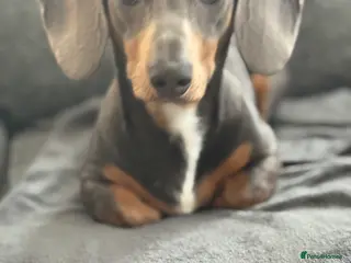 Dachshund dogs Beautiful boy Charlie - Advert 9