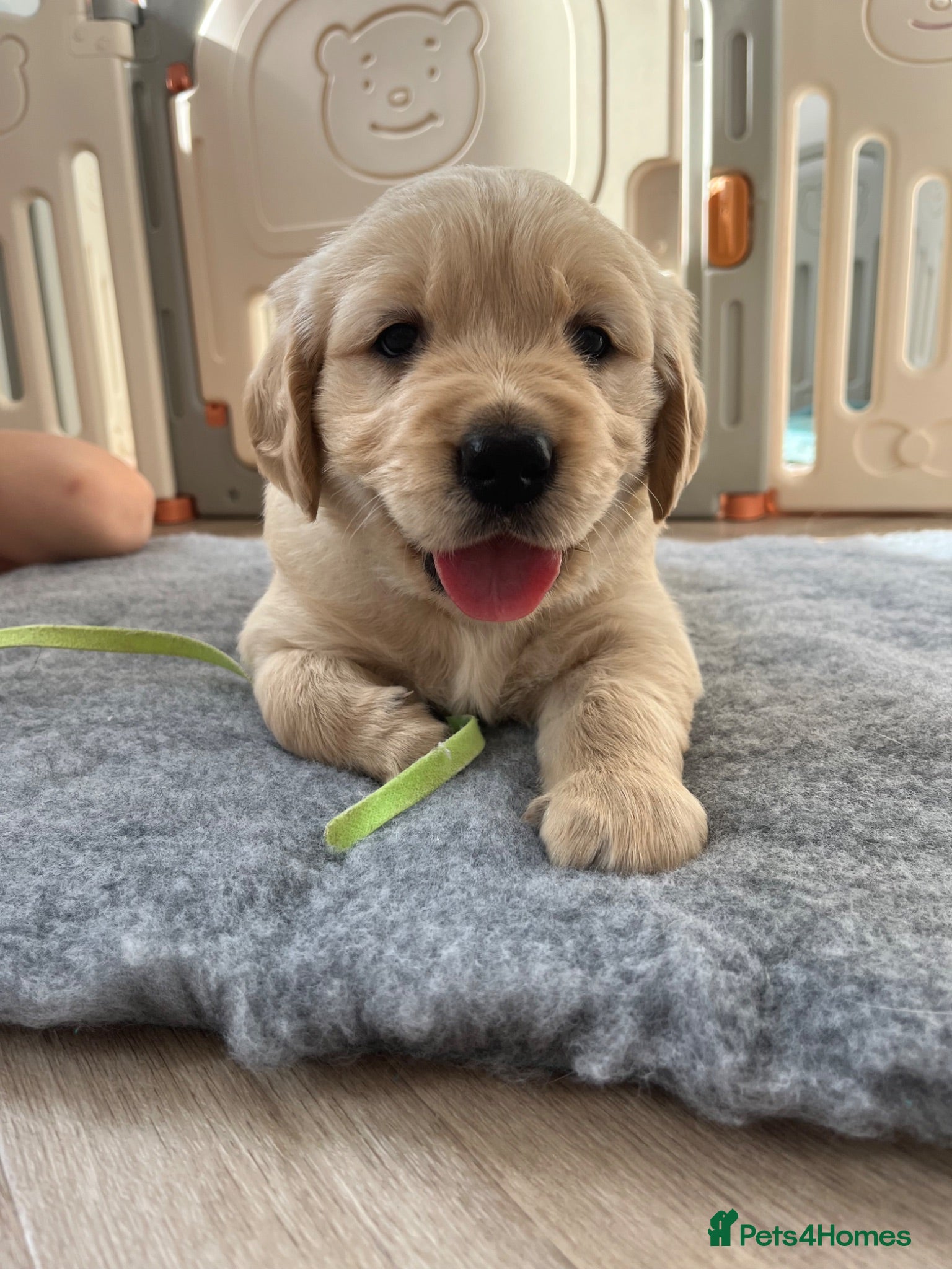 Golden Retriever dogs Golden retriever puppys - Advert 7