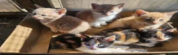 Mixed Breed cats for sale: Beautiful Kittens Dogs & Kids Friendly  in Sandy - Advert 11