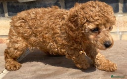 Toy Poodle dogs for sale: 🐶❤️ KC Registered Red Toy Poodle Puppies ❤️🐶 - Image 12