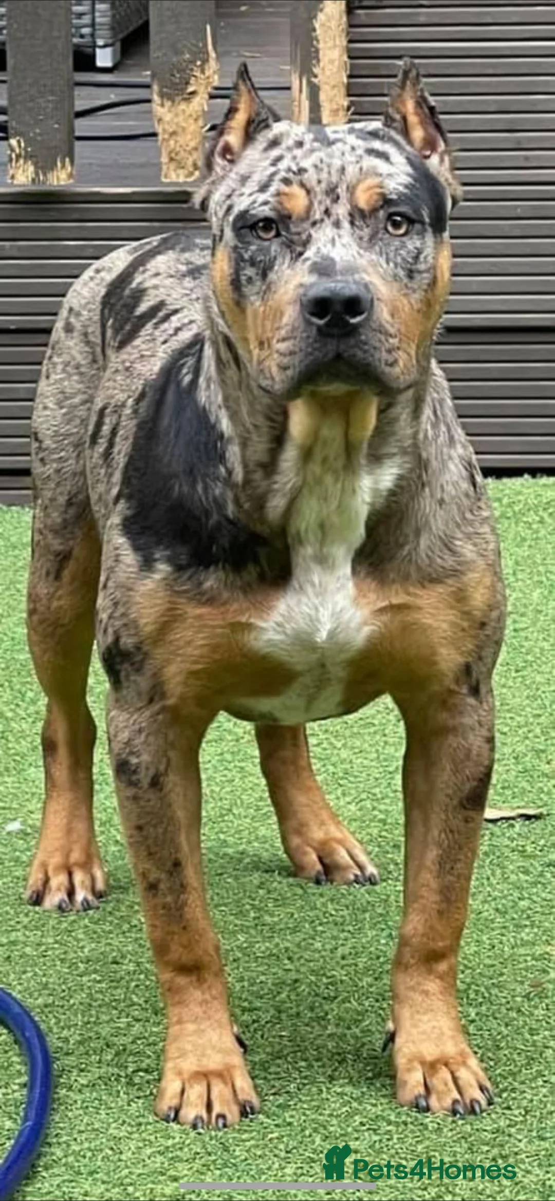 Mixed Breed dogs for sale: Beautuful bully - Advert 2