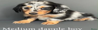 Medium dapple boy Miniature Dachshund 2