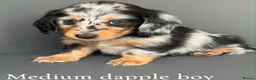 Miniature Dachshund dogs for sale: Miniature long haired dachshund puppy’s  - Advert 2