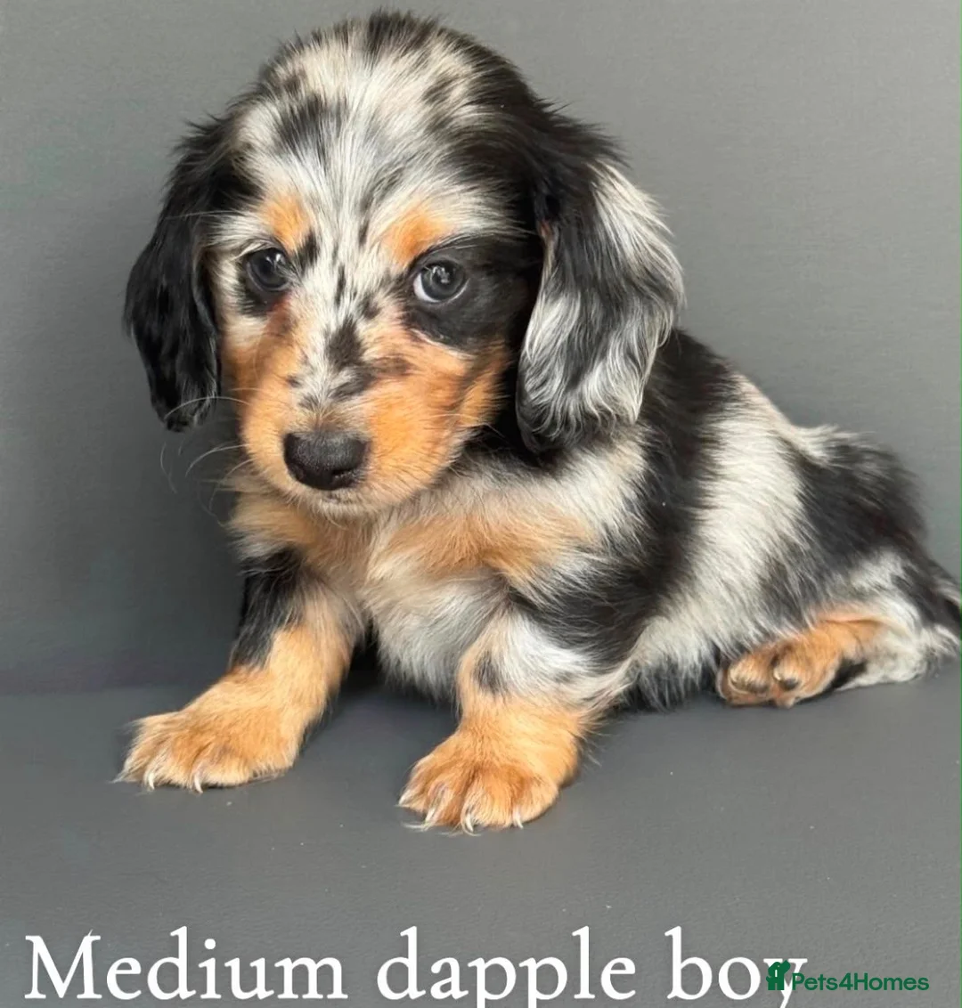 Miniature Dachshund dogs for sale: Miniature long haired dachshund puppy’s  - Advert 2
