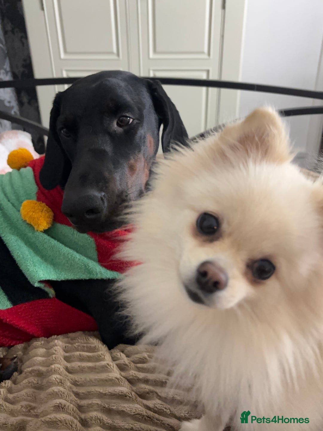 Dobermann dogs for sale: Free 11month old Doberman female - Advert 5