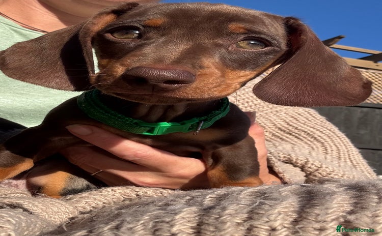 Miniature Dachshund dogs - Advert 11
