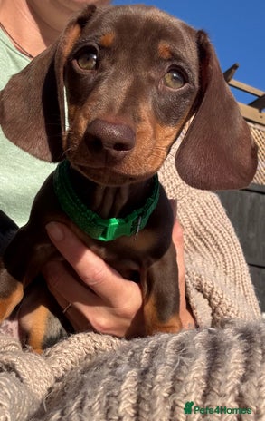 Miniature Dachshund dogs - Advert 4