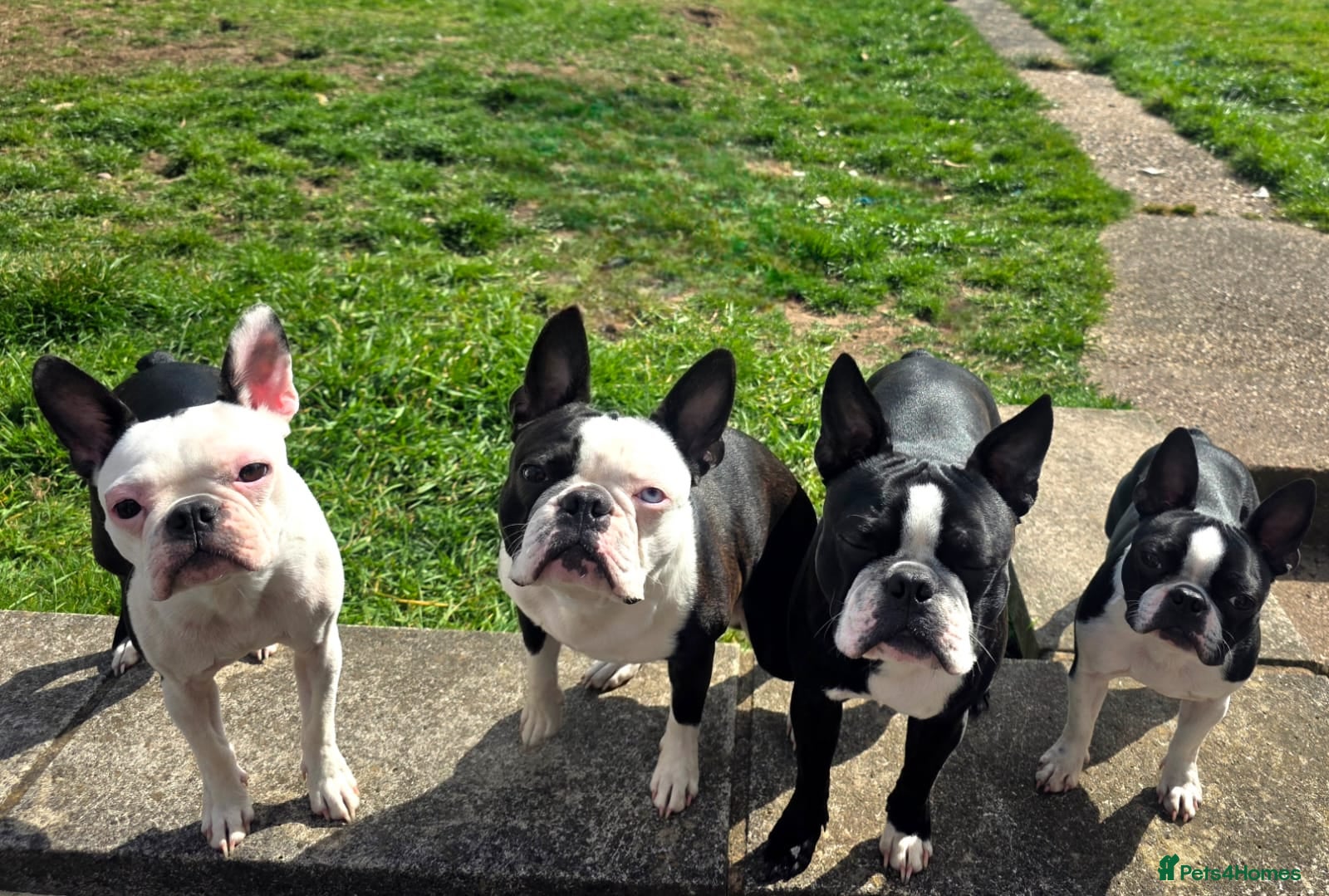 Boston Terrier dogs Two Boston boys available for stud - Advert 1