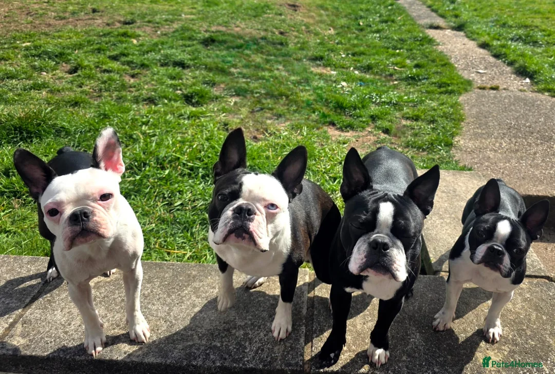 Boston Terrier dogs for stud: Two Boston boys available for stud in Nottingham - Advert 1