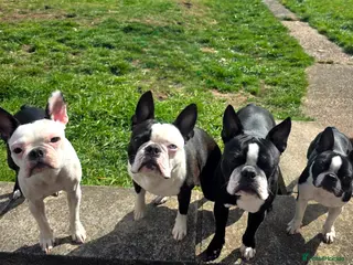 Boston Terrier dogs Two Boston boys available for stud - Advert 1
