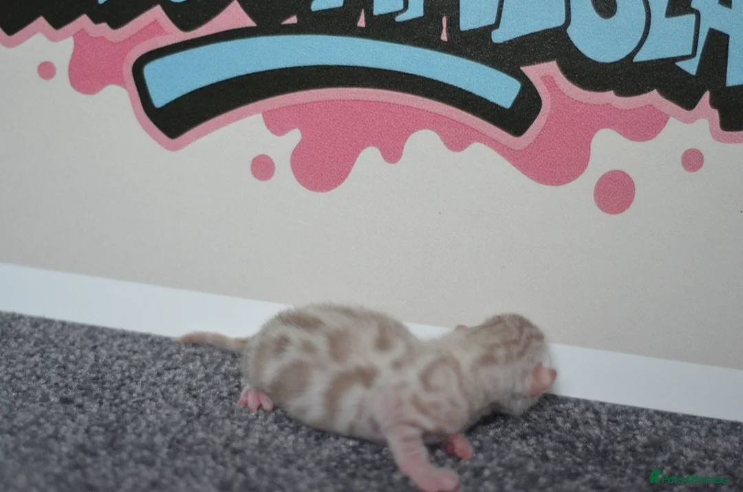 Bengal cats for sale: 🧬LIMITED BENGAL KITTENS🧬 2 females left - Advert 24