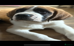 Saint Bernard dogs for sale: Saint Bernard  - Image 5