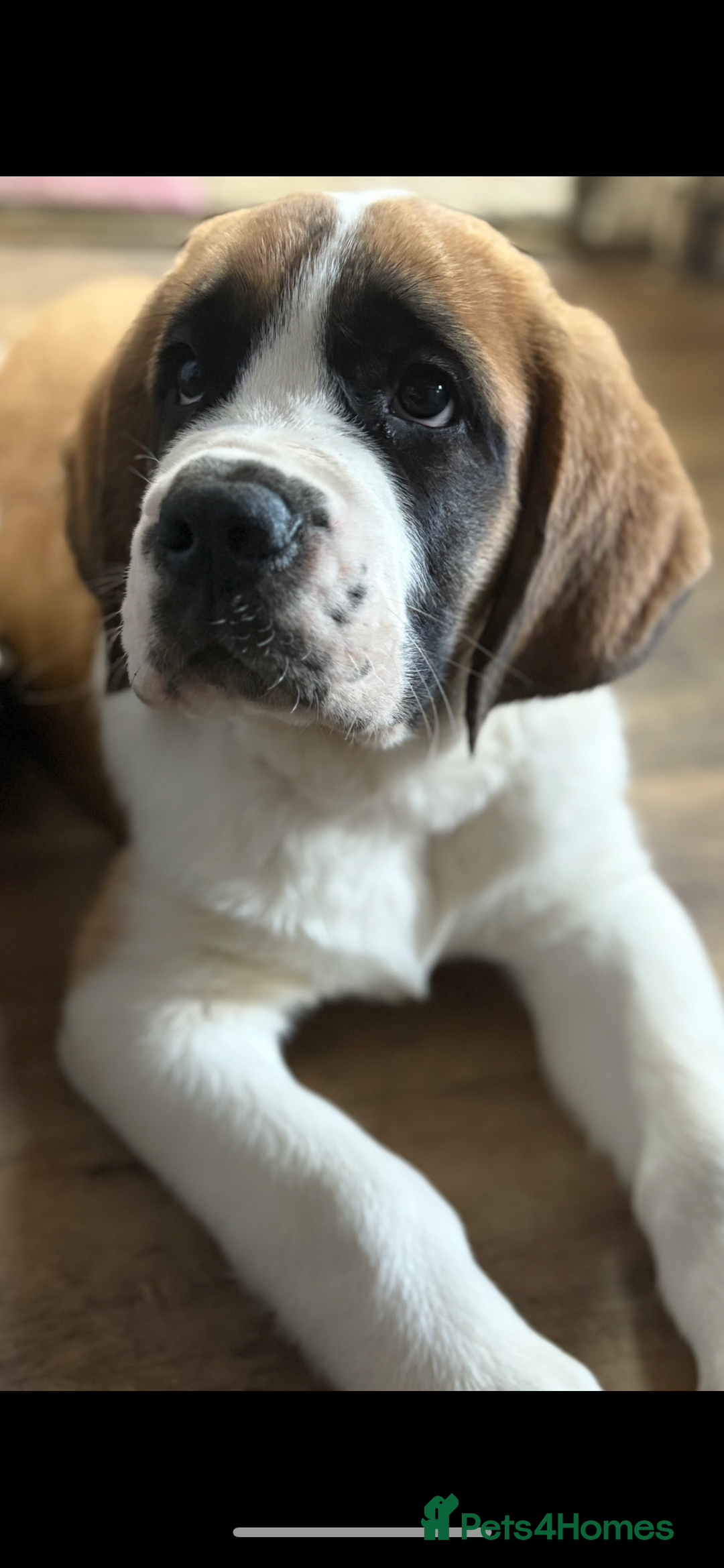 Saint Bernard dogs for sale: Saint Bernard  - Image 5