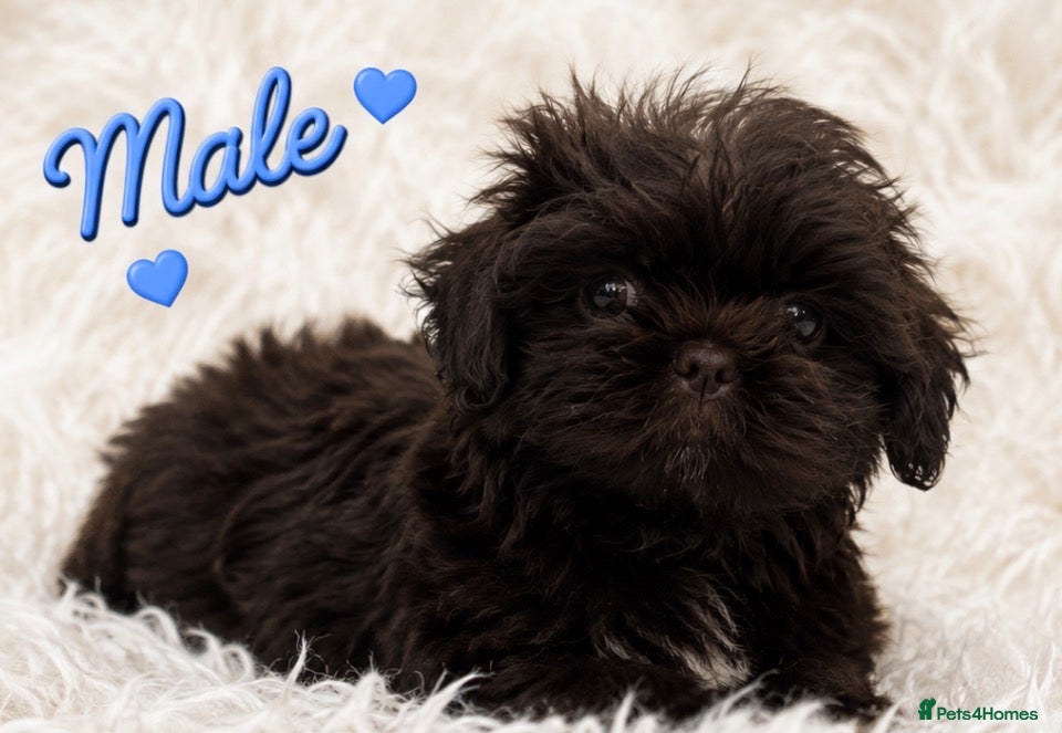 Shih Tzu dogs READY Choc M & Black F KC Health Tested Tiny Lines - Advert 1