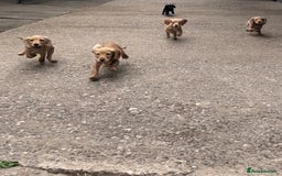 Cocker Spaniel dogs for sale: Gorgeous litter of cocker spaniels 2 boys 1 girl  - Image 7