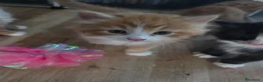 Kitten 2