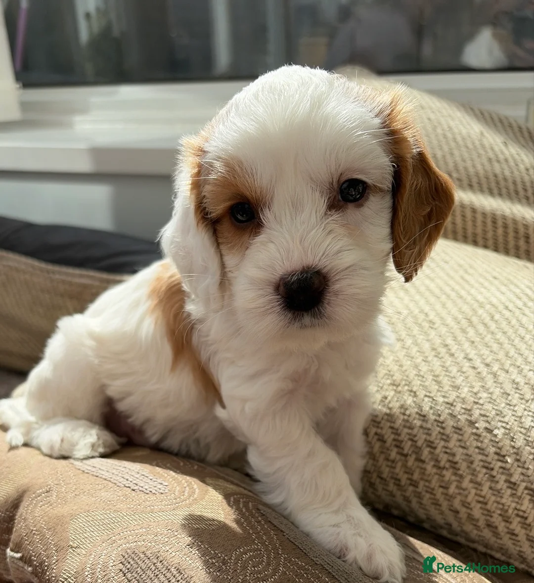 Cockapoo dogs for sale: Toy Cockapoo Puppies  - Advert 27