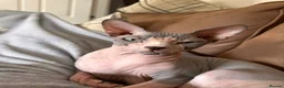 Sphynx cats for sale: Beautiful male sphynx cat - Advert 3