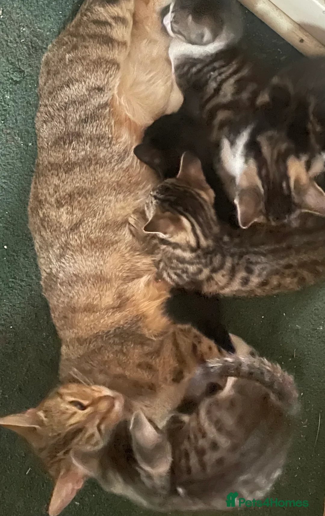 Mixed Breed cats for sale: Tabby kittens  - Advert 13