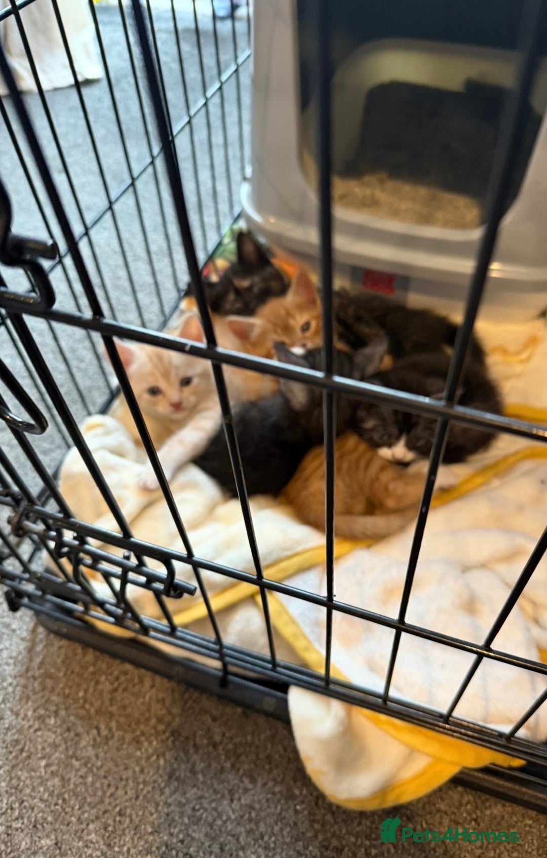 British Shorthair cats for sale: British Shorthair Cross Kittens  - Image 10