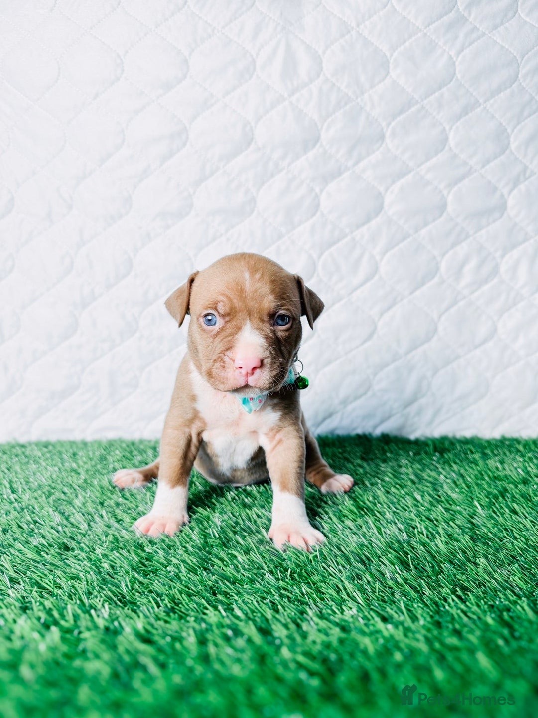 American Bully dogs for sale:  Bully x Staffie pups (2 Boys left) - Advert 33