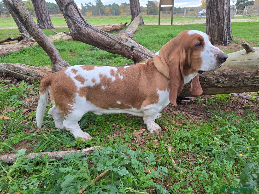 Basset Hound dogs for stud: Handsome Red & White KC Reg Basset Hound For Stud - Advert 3