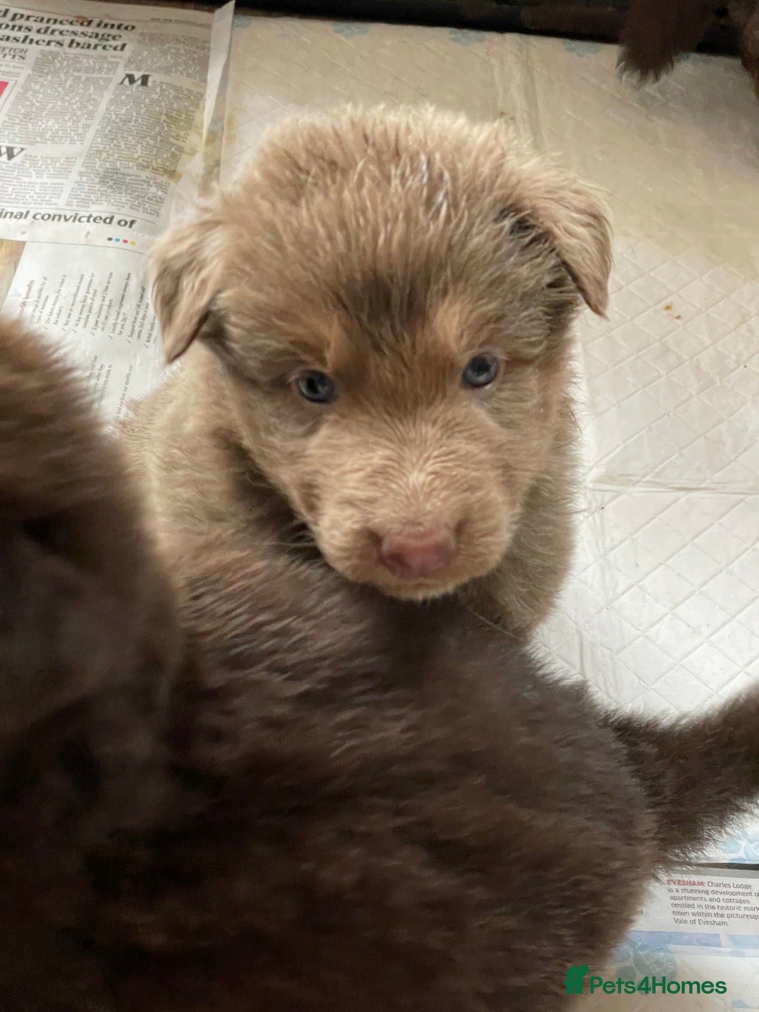 German Shepherd dogs for sale: German Shepherd rare colour pups available  - Image 8