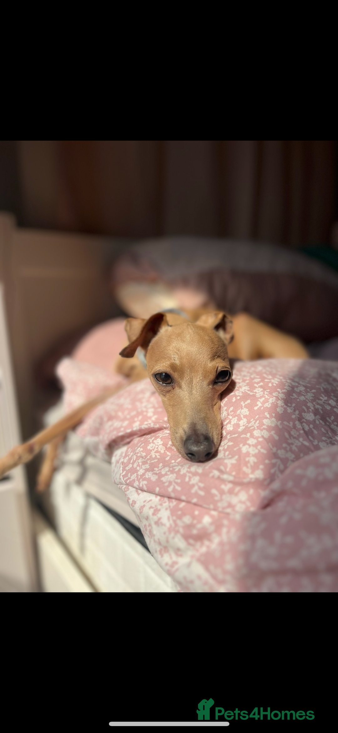 Italian Greyhound dogs for stud: Tiny stud with HUGE personality - Advert 10