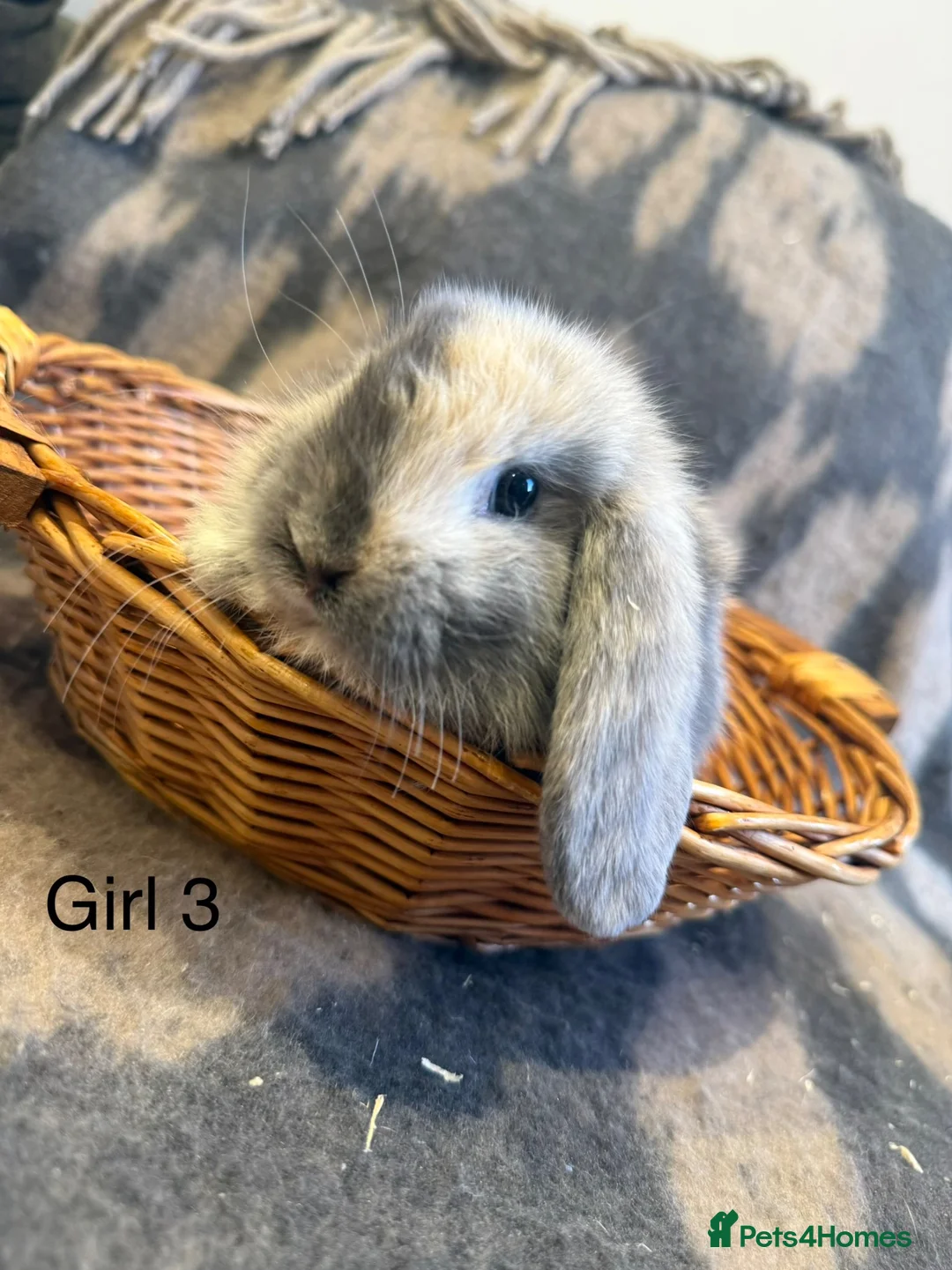 Mini Lop rabbits for sale: Stunning Litter Of Mini Lops  - Advert 2