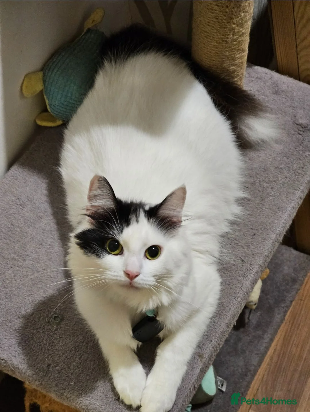 Mixed Breed cats for sale: Fluffy kittens - Advert 11