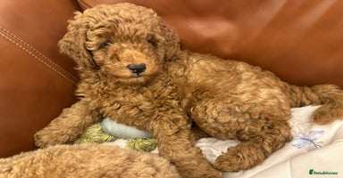 Miniature Poodle dogs Puppies-miniature poodle - Advert 7